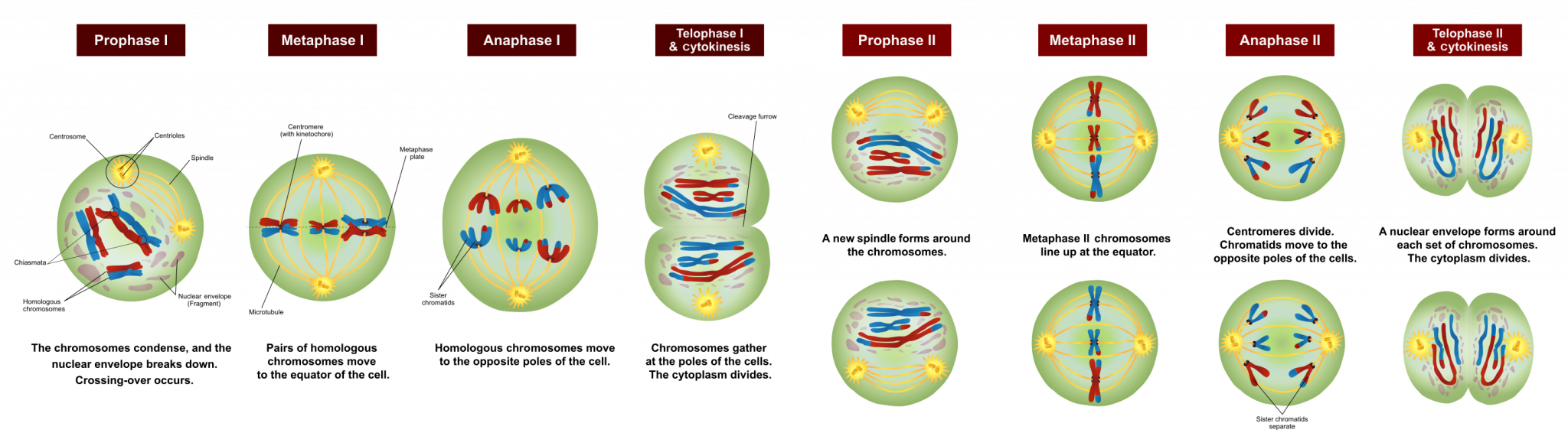 How Do Telophase I And Telophase Ii Differ During Meiosis In Animal ...