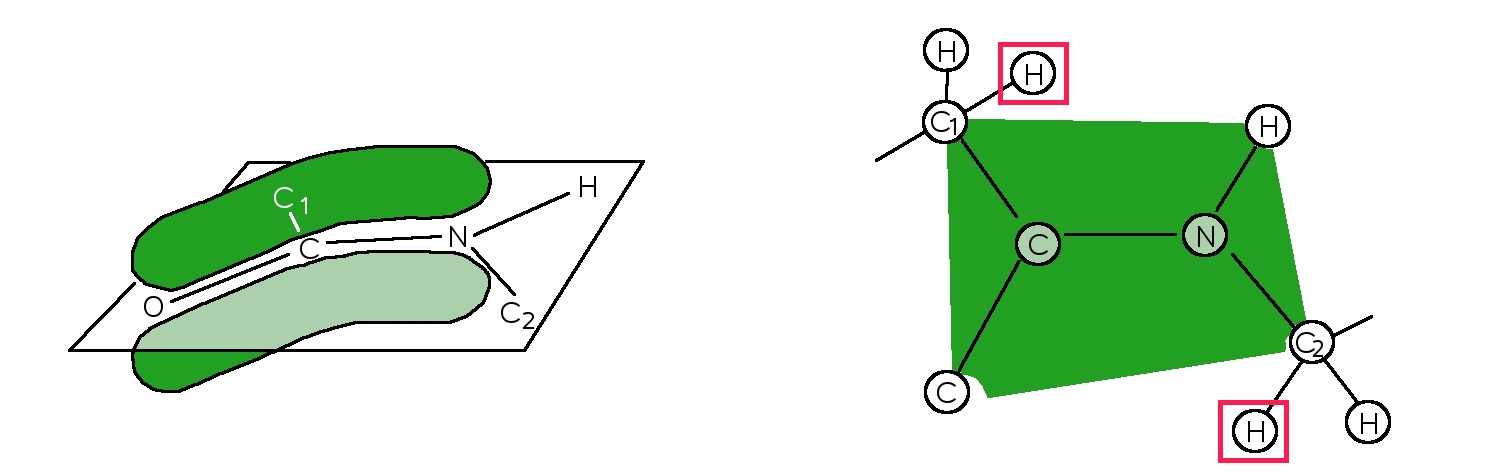 Peptidic Bond