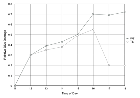 Relative DNA Damage