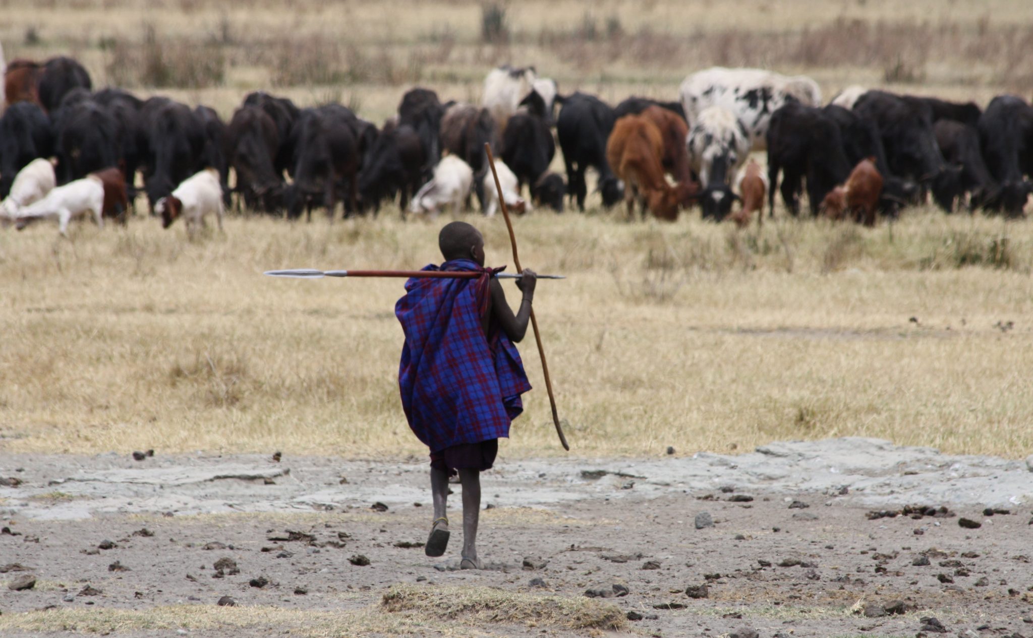 Livestock Ranching AP® Human Geography Crash Course Albert.io