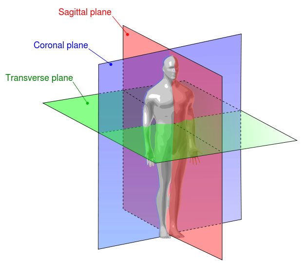 Body is separated into three planes. The saggital plane splits the body into left and right sides. The coronal plane separates the body into front and back. The transverse plane transects mid-abdomen and separates the body into top half and bottom half.